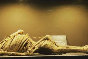 Esqueleto expuesto en el Museo de las momias de Guanajuato